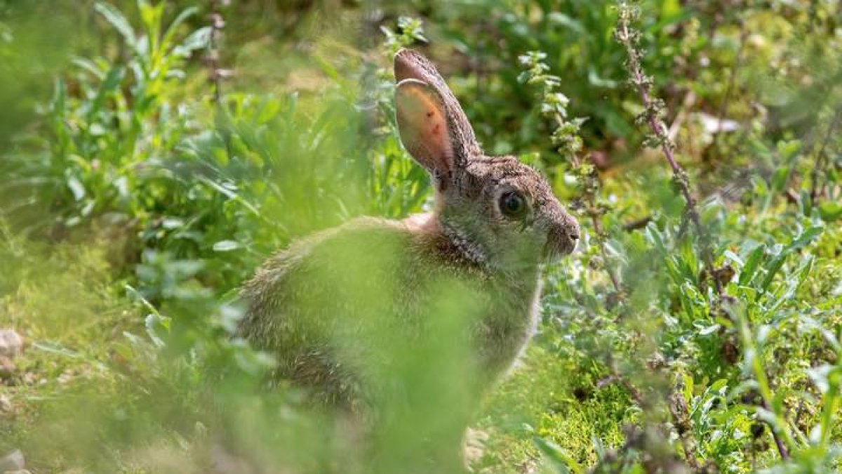 conejo