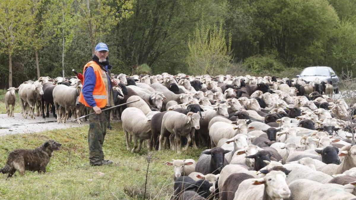 Uno de los rebaños trasterminantes de la provincia de León en su camino a la montaña. MARCIANO PÉREZ