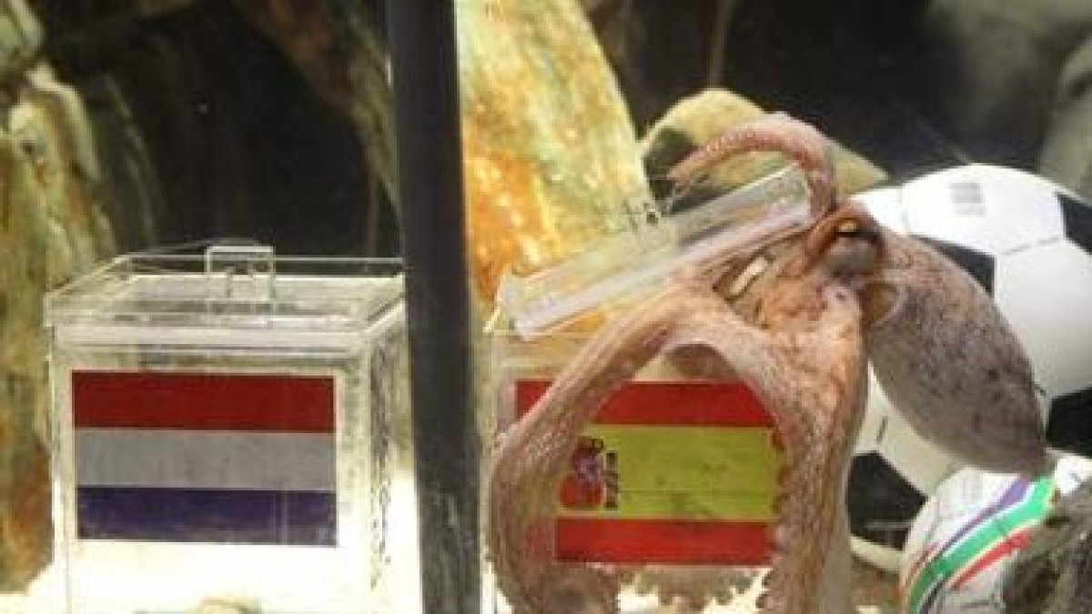 El pulpo Paul predice una victoria de España en su pecera del acuario Sealife de Oberhausen.