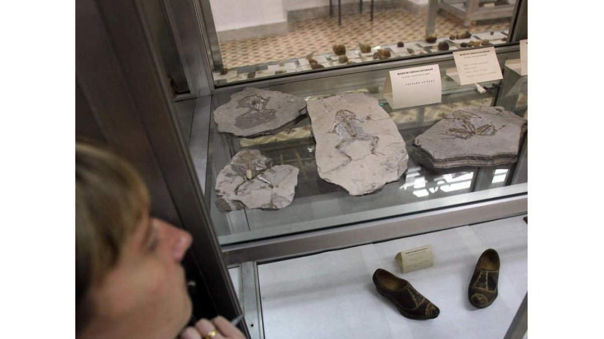 Fósiles de ranas en el Museo de los Padres Paúles.