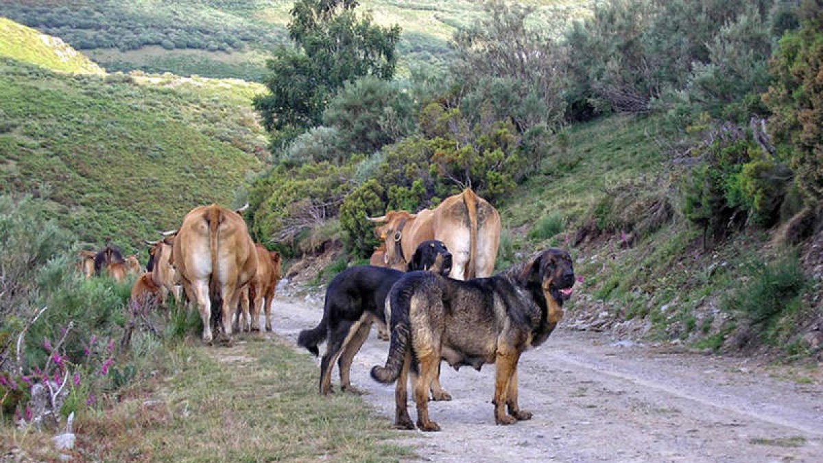 Dos mastines siguen los pasos de unas vacas en la comarca de Laciana.