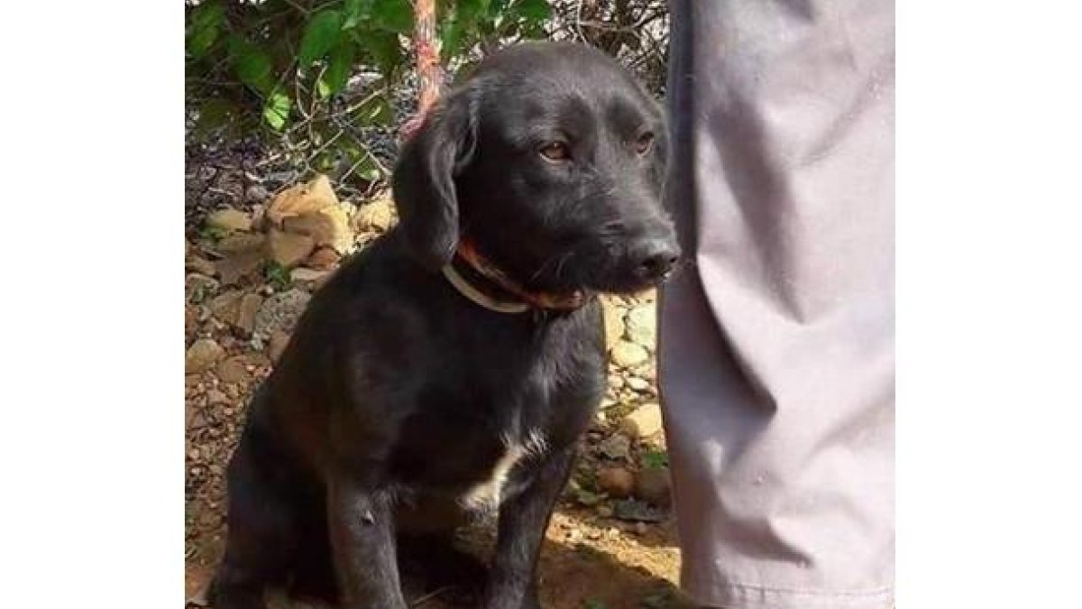 Uno de los perros que la Diputación de León va a sacrificar en 20 días. DL