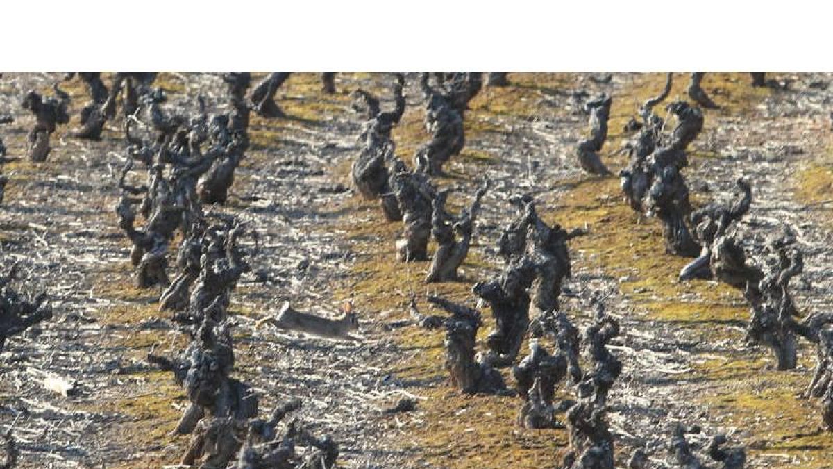 La imagen muestra un conejo de la variedad invasiva, saltando entre las cepas de un viñedo afectado de la comarca. L. DE LA MATA