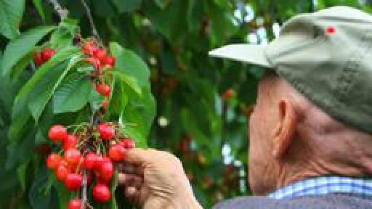 Un agricultor recoge cerezas en la comarca berciana.