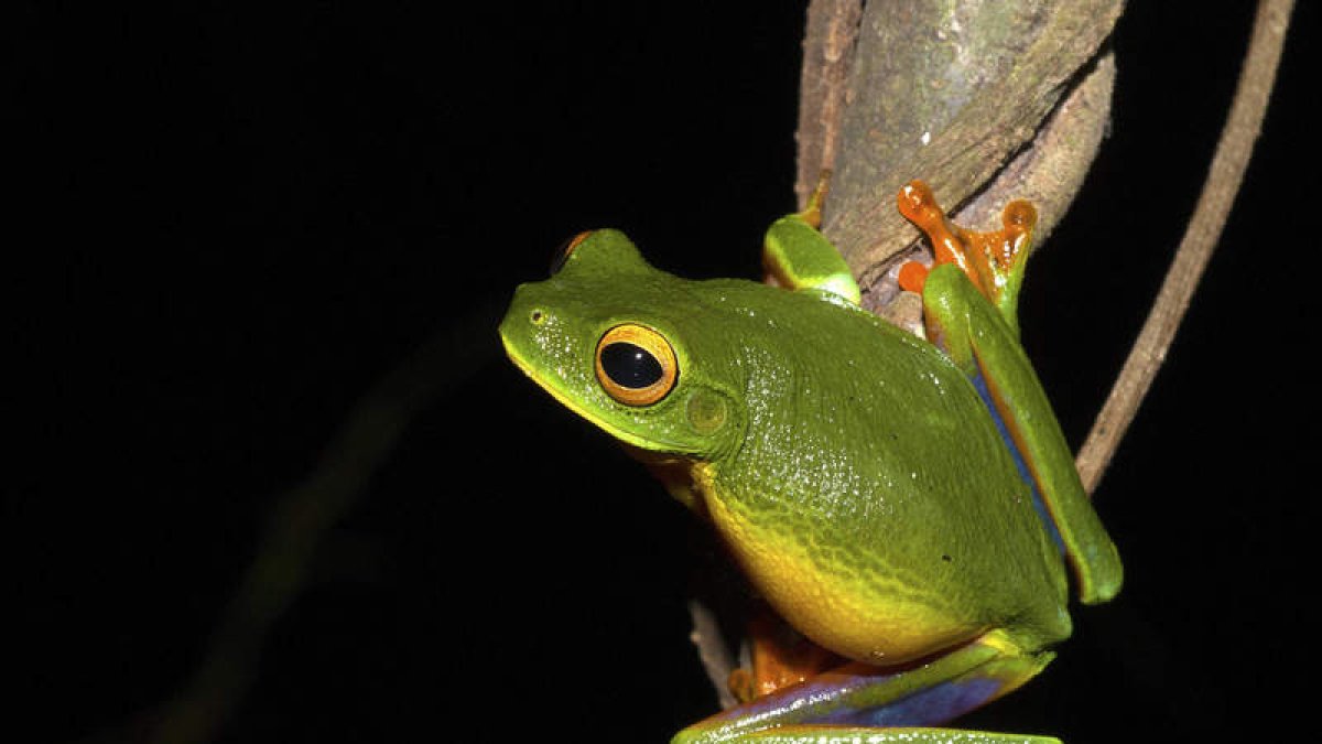 Imagen de una de las ranas australianas que desaparecieron a causa del hongo. JODY ROWLEY