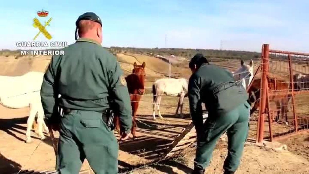 La Guardia Civil investiga al propietario de una finca de Lucena del Puerto (Huelva) por un delito relativo a la Protección de la Flora y Fauna y Animales después de que se encontraran en ella un total de 12 equinos de su propiedad abandonados y en estado