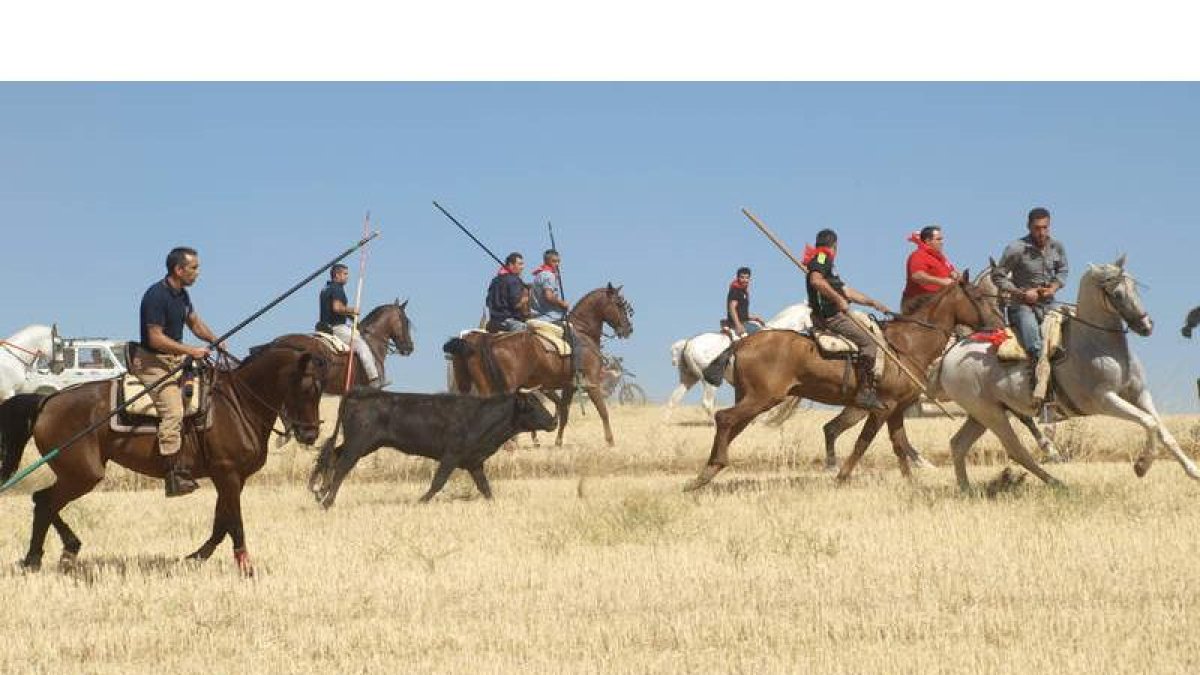 Imagen del encierro de campo de Villaornate, que suele contar con gran presencia de caballistas. MEDINA