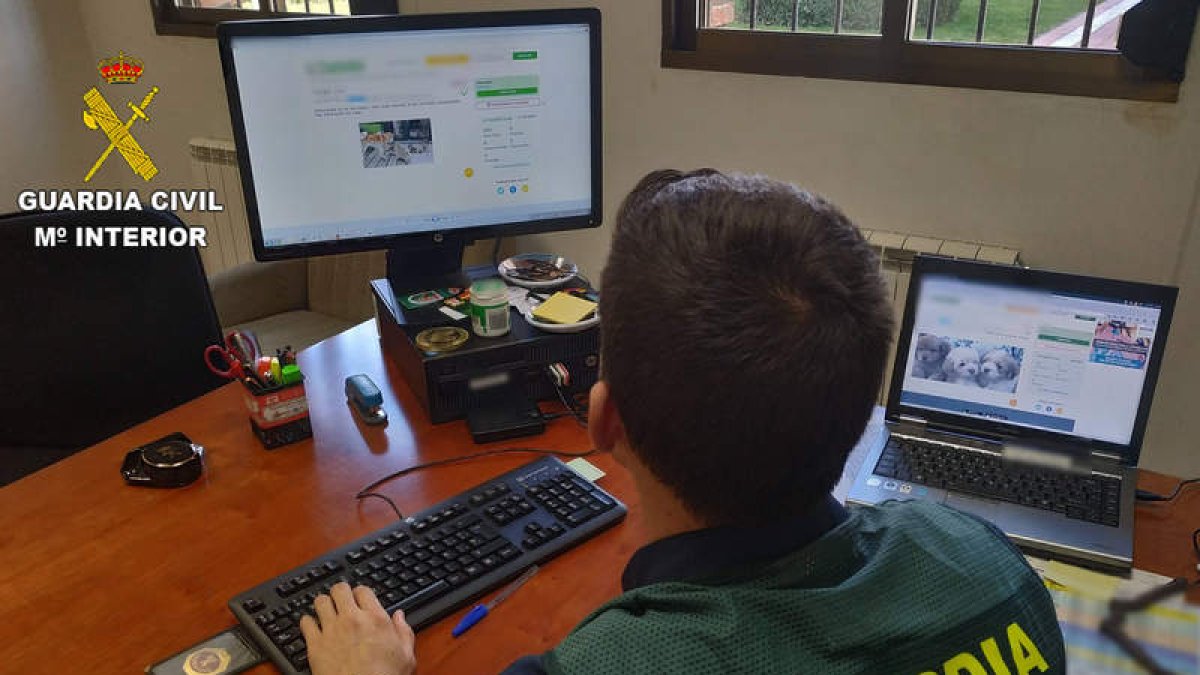 El Seprona ha investigado varios intentos de fraude registrados en la provincia. DL