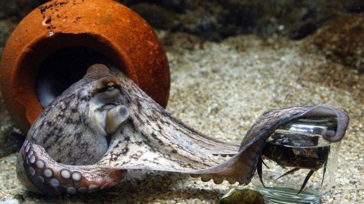 Ejemplar de octopus vulgaris.