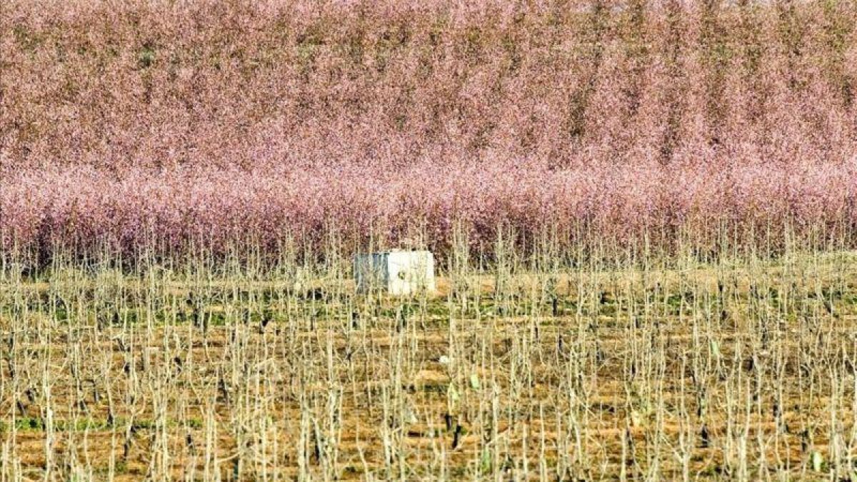 Campos en primavera.