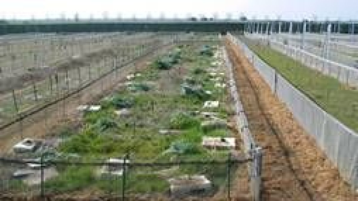 Aspecto que presentaba en las últimas fechas la granja de caracoles de Calzada del Coto