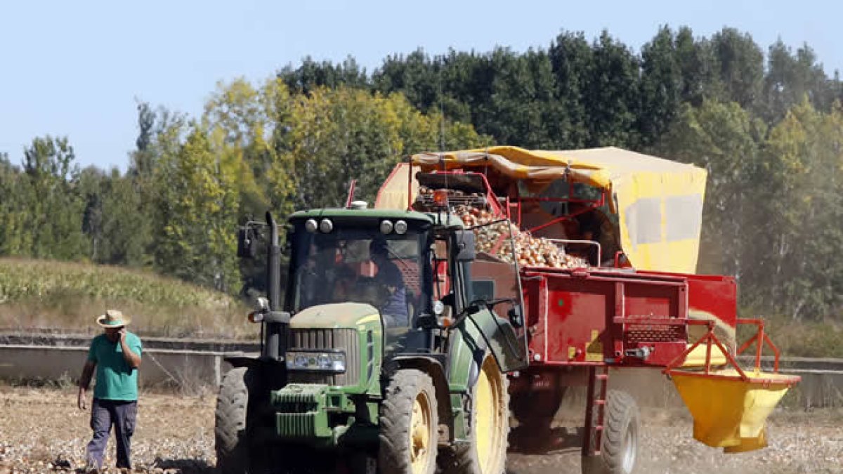 Trabajos de recolección en una tierra de cultivo de la provincia. MARCIANO PÉREZ