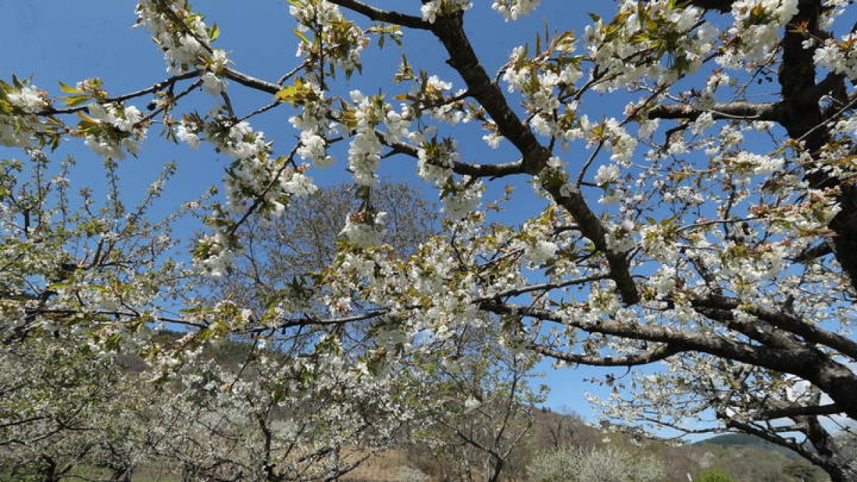 Cerezos eb flor en Corullón. L. DE LA MATA