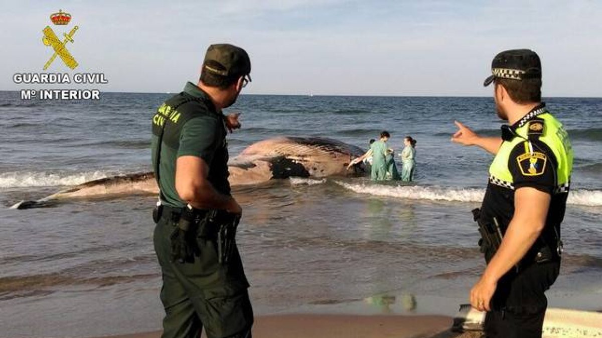 Una ballena de seis toneladas de peso y diez metros de largo varada en una playa del término municipal de Cullera (Valencia).