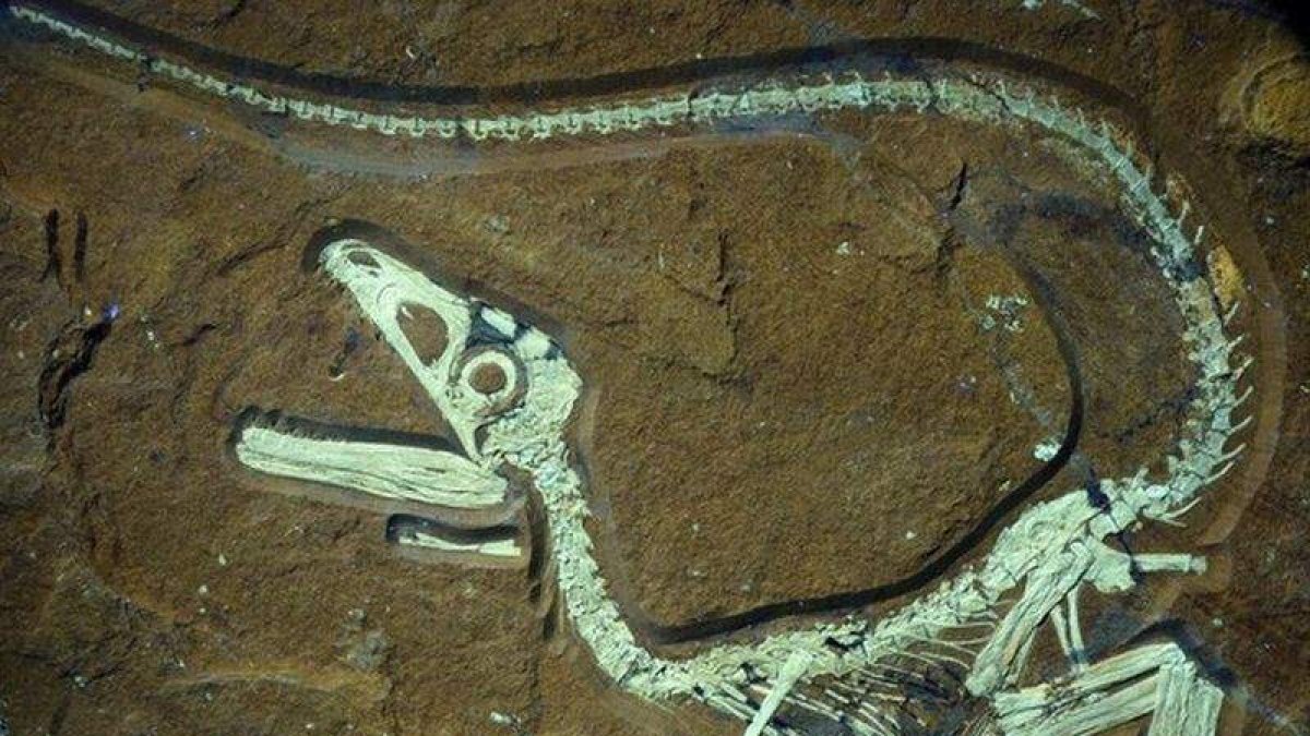 Los restos fósiles de un dinosaurio encontrado en Alemania.