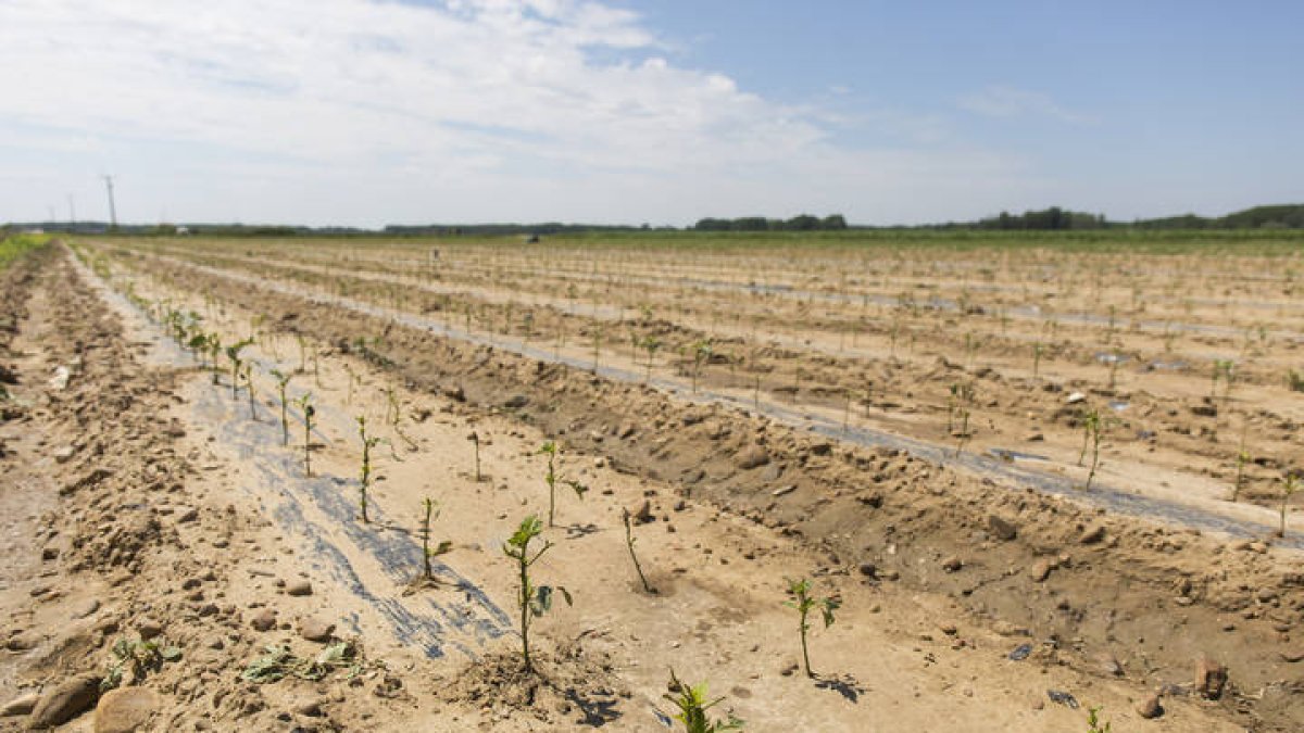 Reportaje sobre los pimientos que se han echado a perder con las tormentas en Fresno de la Vega. F. Otero Perandones.