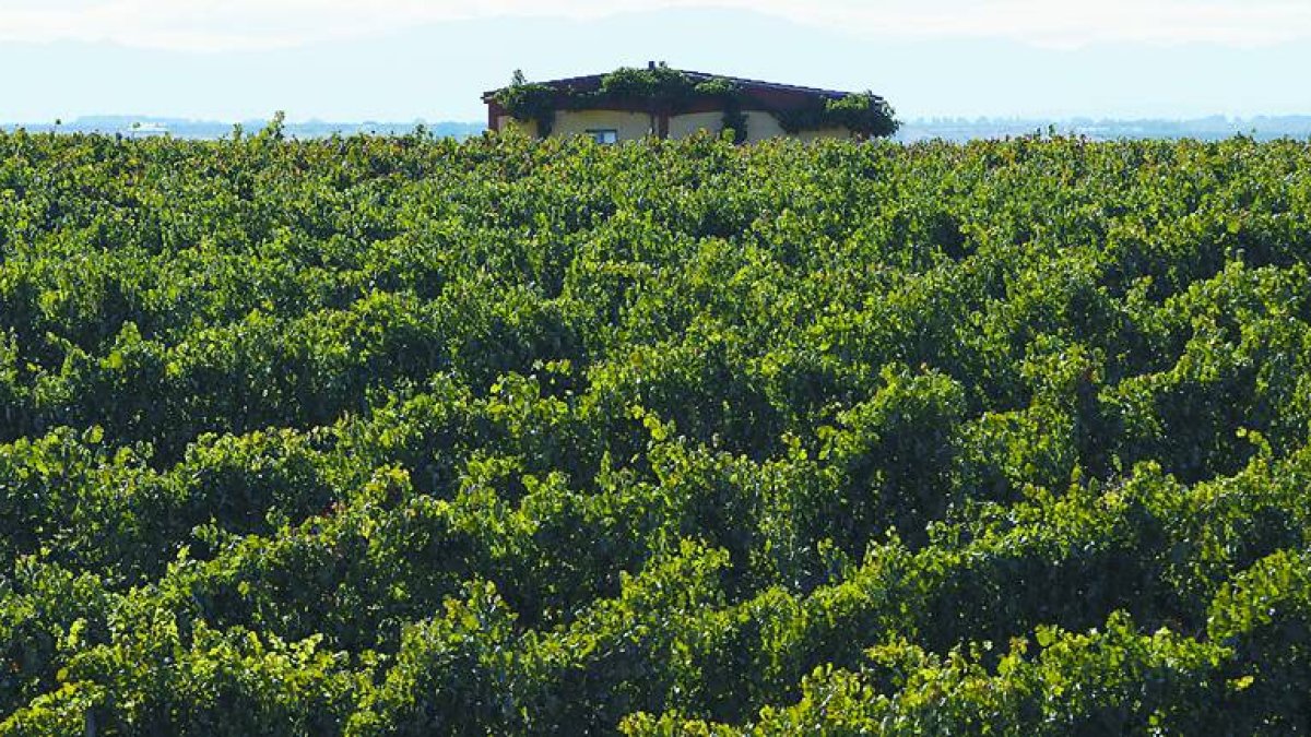 Las ocho hectáreas de viñedo que se extienden frente a la bodega son la base de elaboración de los populares 'Preto'.