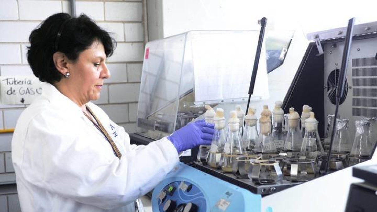 Análisis en laboratorio de la bacteria patógena Listeria monocytogenes, que puede causar listeriosis. EFE
