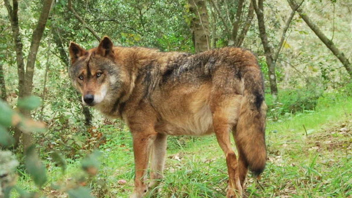 La Junta establece cada año un cupo de caza en las distintas zonas al Norte del Duero. DL