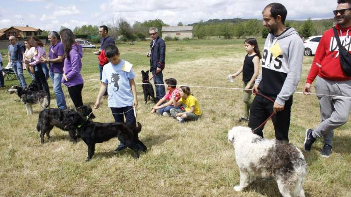 La selección de perros pastor de carea contó con buenos ejemplares de esta raza. CAMPOS