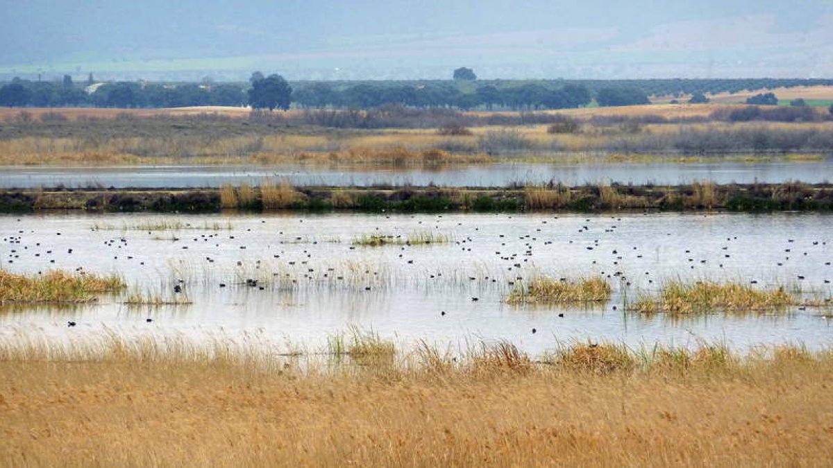 Imagen del Parque Nacional de Las Tablas de Daimiel.
