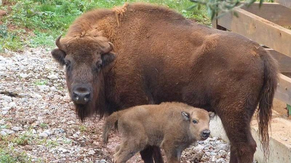 Una de las crías de bisonte lowland nacidas en el parque de Cantabria, con su madre. GOBIERNO DE CANTABRIA
