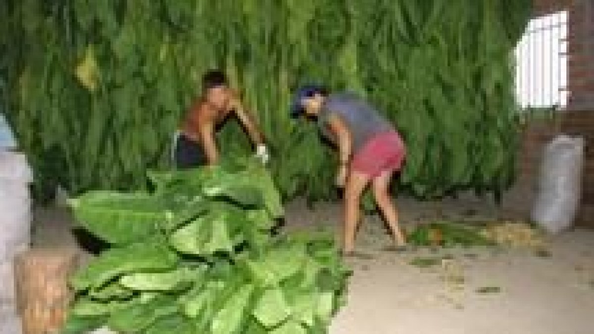 La cuota productiva se ha reducido debido al abandono del sector por los jubilados y los jóvenes