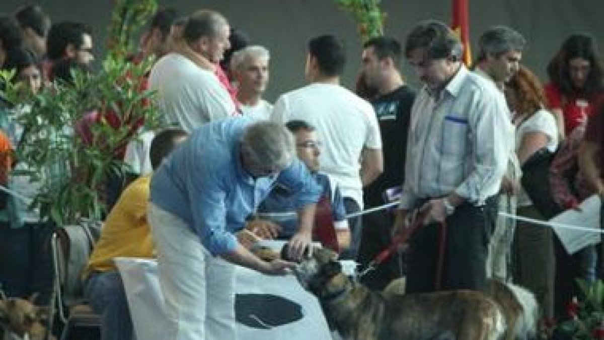 Un momento del concurso canino.