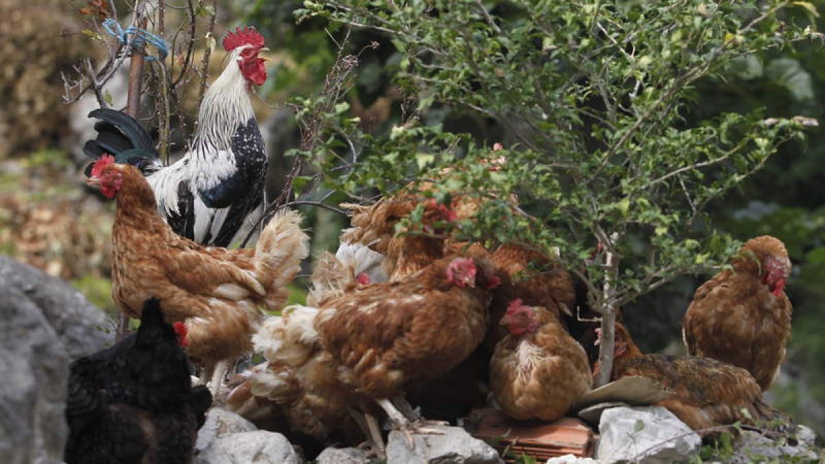 Un grupo de gallinas de corral, criadas en espacios abiertos. jesús f. salvadores