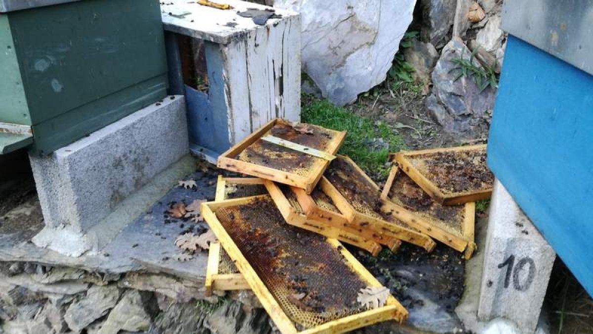 Destrozos originados por el oso en la colmena.