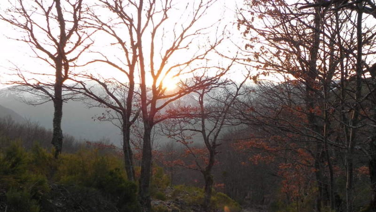 Los troncos de los castaños, retorcidos y huecos casi siempre, sirven de refugio y cobijo a una nutrida fauna, que encuentra en ellos condiciones óptimas para sacar adelante a su prole. Los castaños centenarios surgen por doquier en la ruta que lleva hasta la braña, que está casi abandonada, aunque conserva en pie algunas de sus cabañas. En sus calles es posible descubrir cómo se distribuía el espacio, los distintos elementos que precisaban los brañeiros en su trabajo cotidiano.
