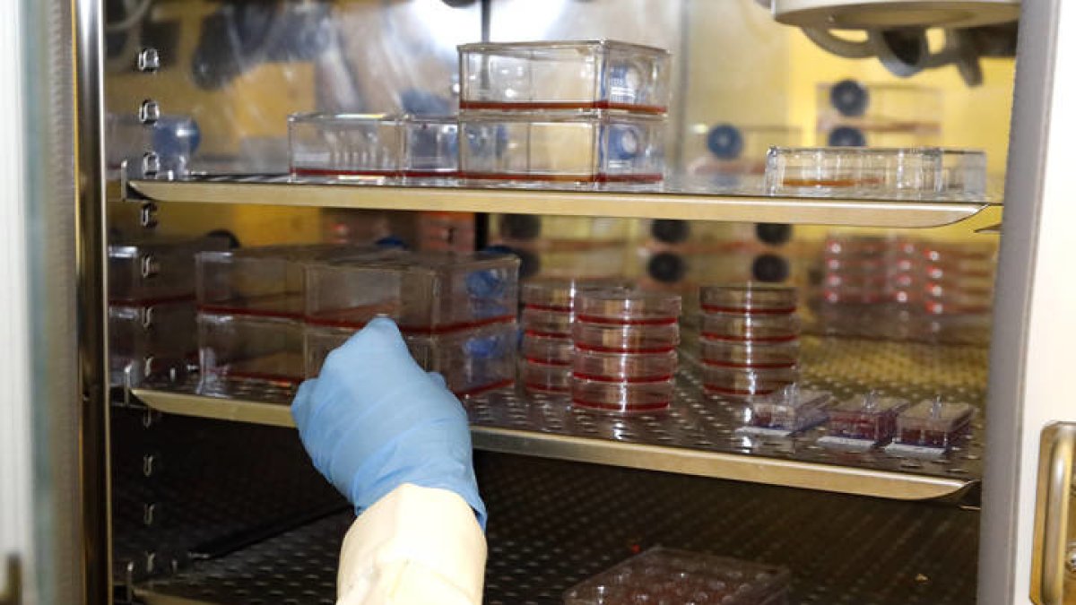 Un investigador de la Universidad de León. MARCIANO PÉREZ