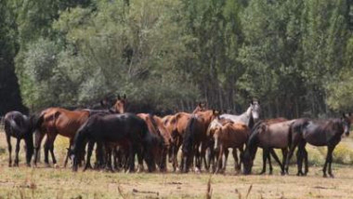 Los caballos van recuperando un buen aspecto gracias al programa de alimentación.