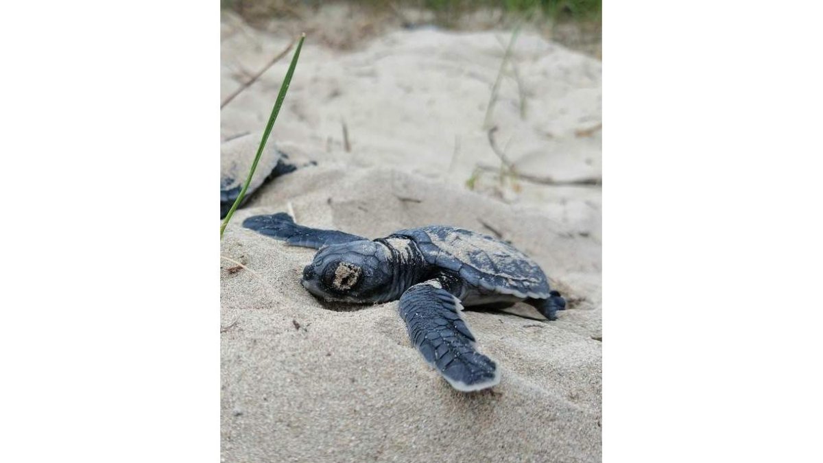 Tortugas recién nacidas camino hacia el mar en Playa Grande en la Isla Isabela (Galápagos). dl