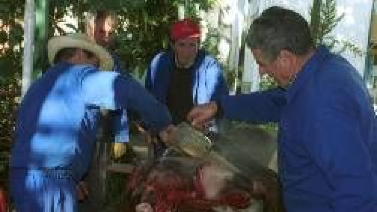 La matanza del cerdo es menor cada año, al contrario que la del jabalí
