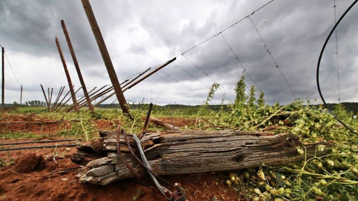 Daños en una explotación de lúpulo provocados por la tormenta de final de agosto.