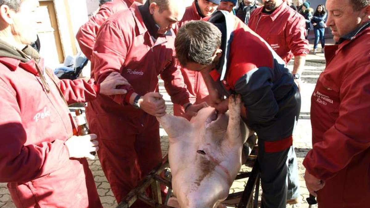 Los mozos de Riaño proceden a la limpieza de gocho antes de colgarlo.
