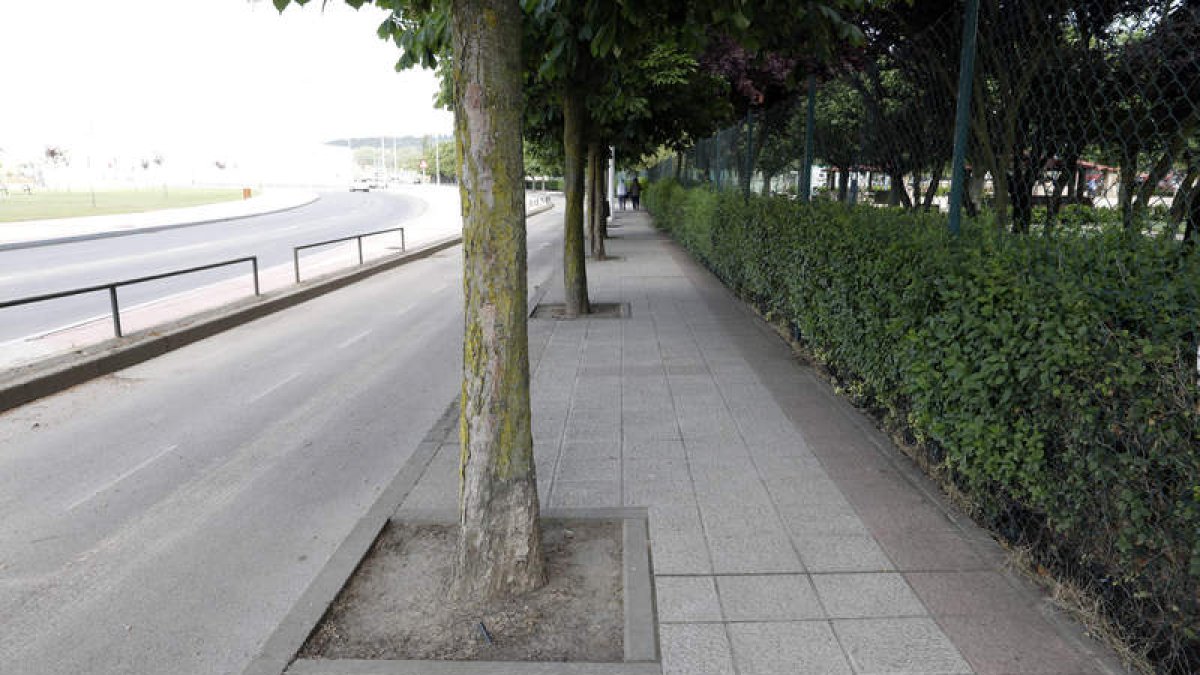 Imagen del lineal de alcorques del paseo de La Granja. MARCIANO PÉREZ