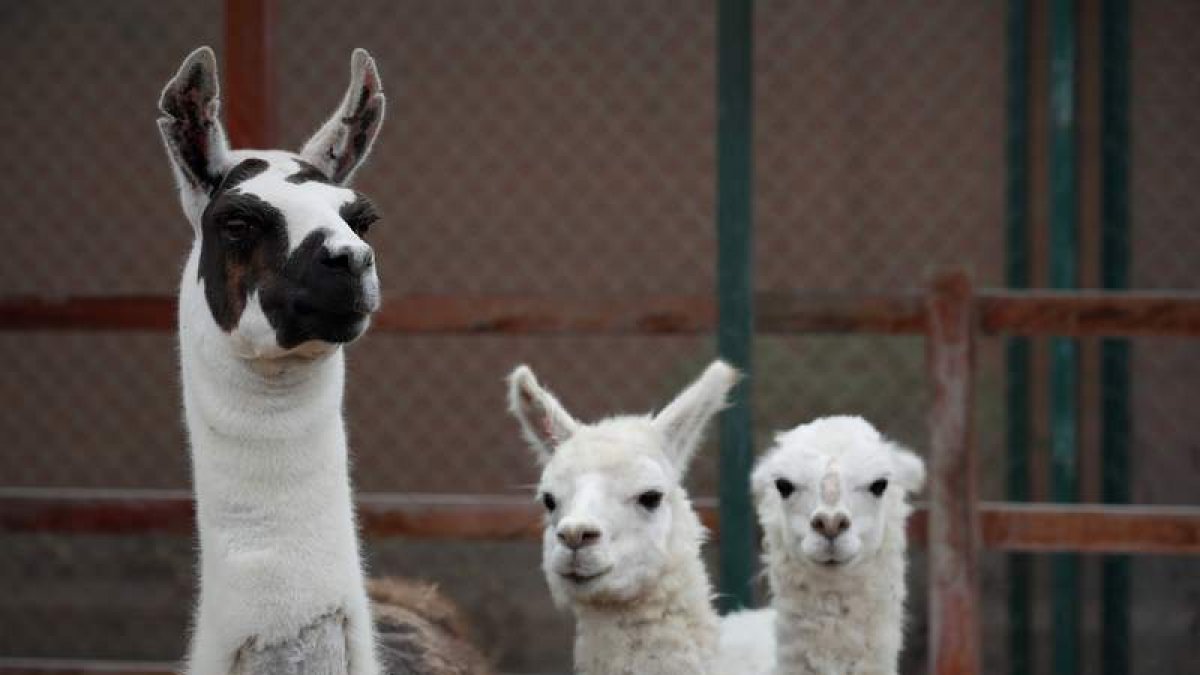 La llama ‘Tito’, ayer en Lima. PACHO AGUILAR