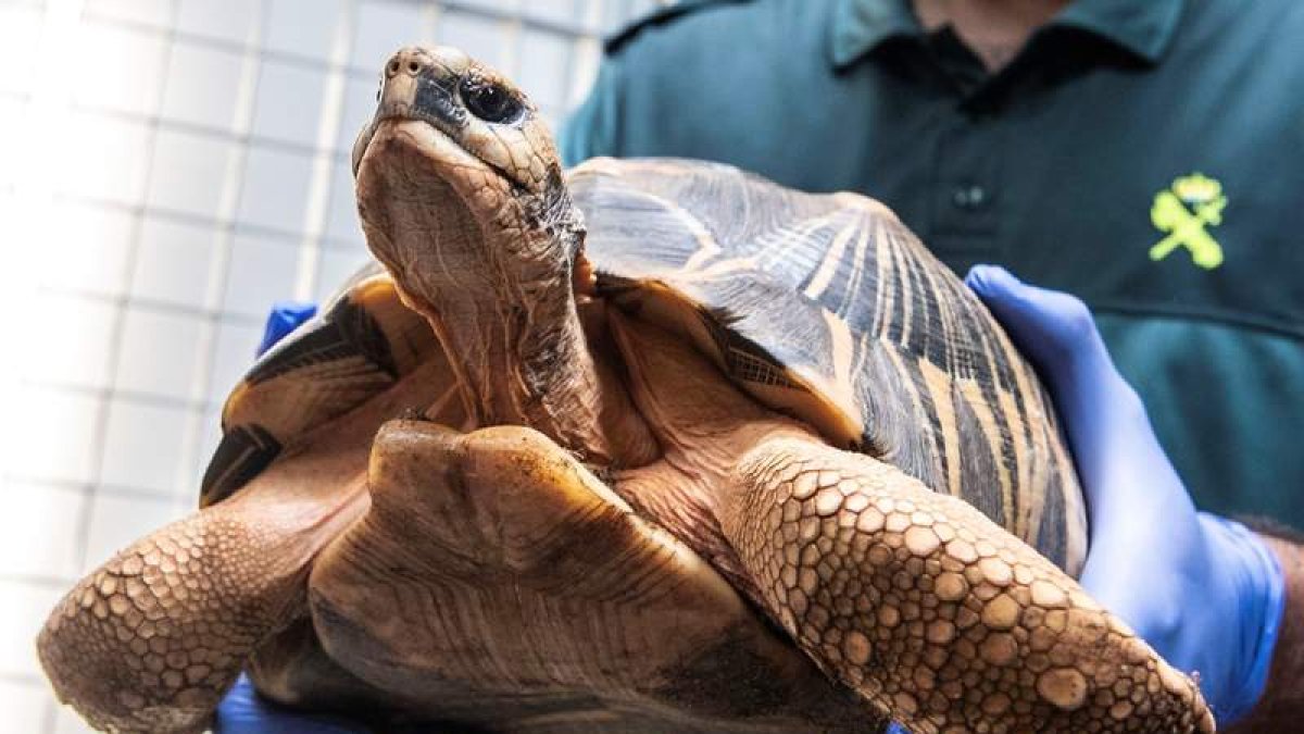Un ejemplar de la tortuga Astrochelys Radiata incautada por el Seprona de Mallorca. CATI CLADERA
