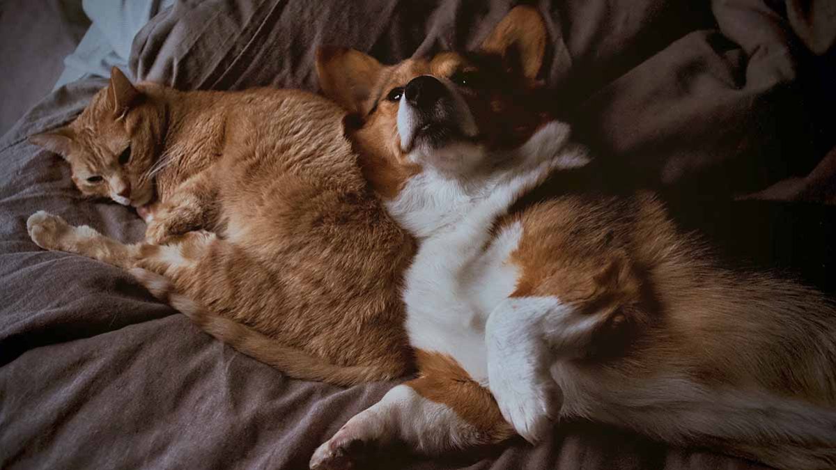 Recomendaciones con mascotas durante la pandemia