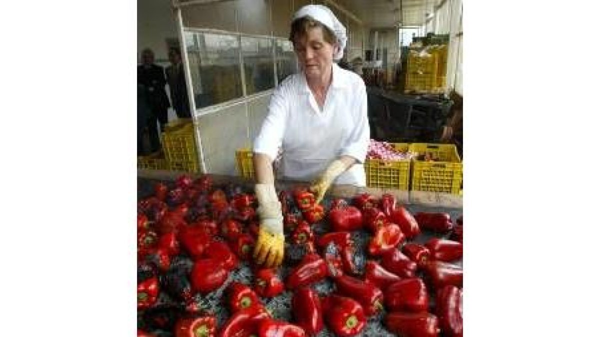 Una operaria de una industria pimentera, en plena faena