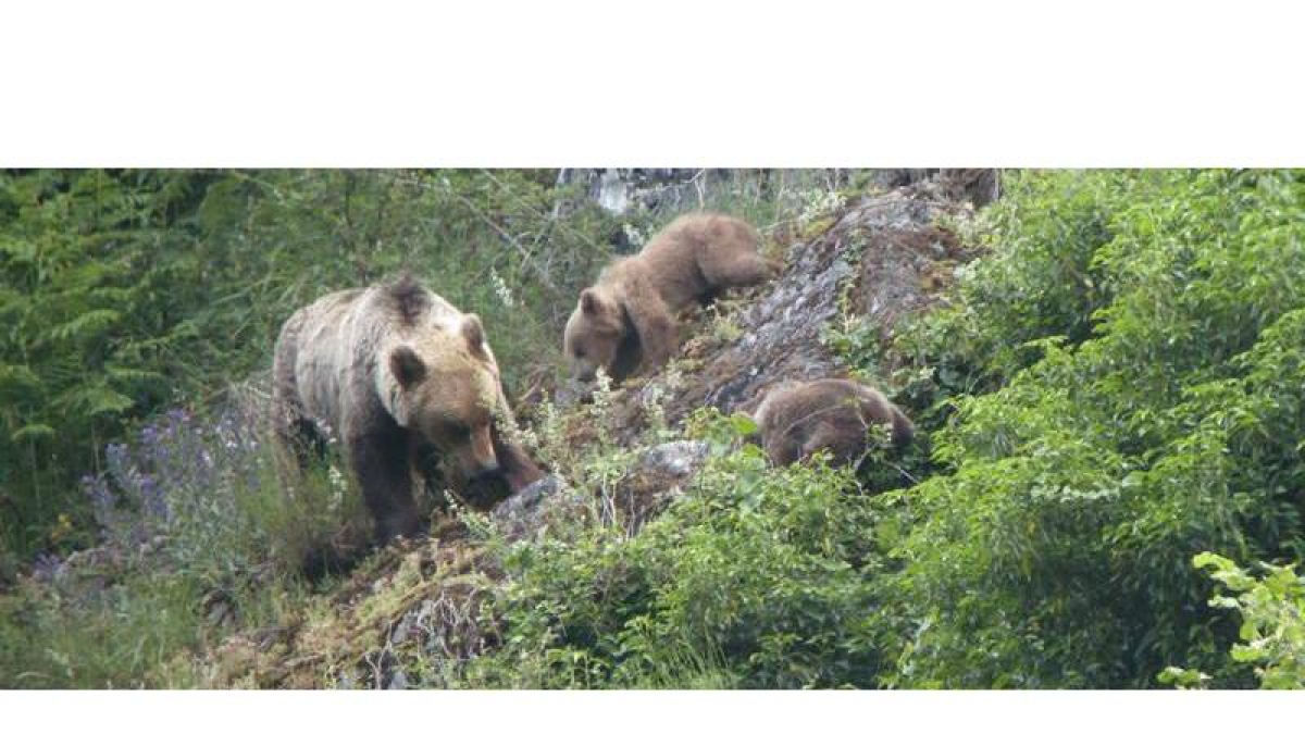 Una osa y sus crías retozan por la Cordillera Cantábrica en una imagen tomada por la Fundación Oso Pardo.