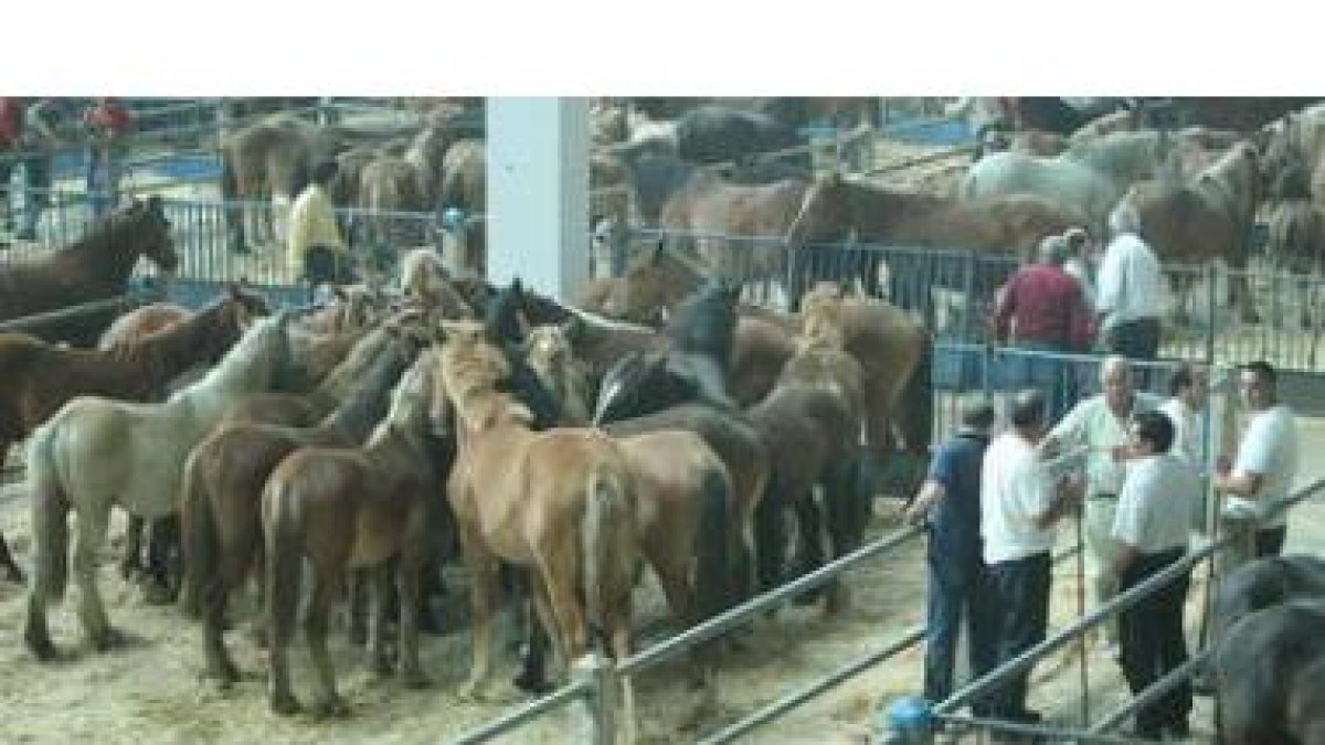 La tradicional feria de ganado equino atrae a León a ganaderos de toda España.