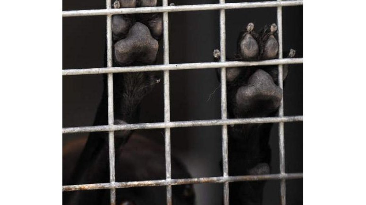 Los animales tuvieron que ser atendidos por un veterinario. JAVIER