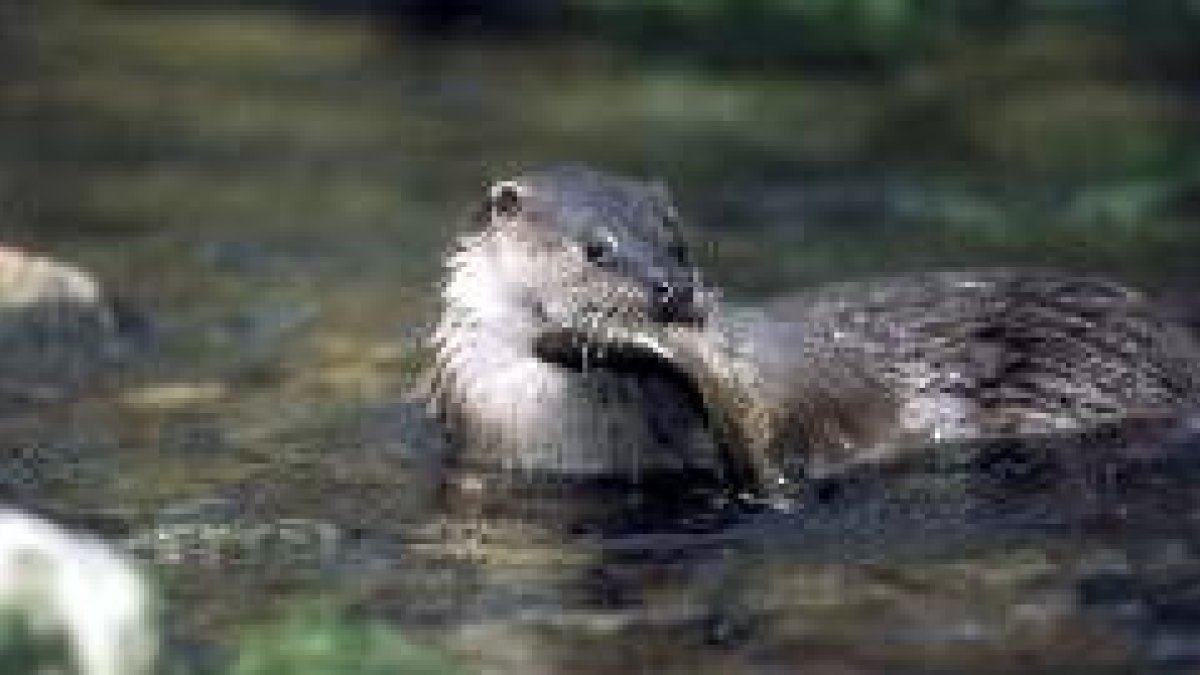 Un ejemplar de nutria en un río de León