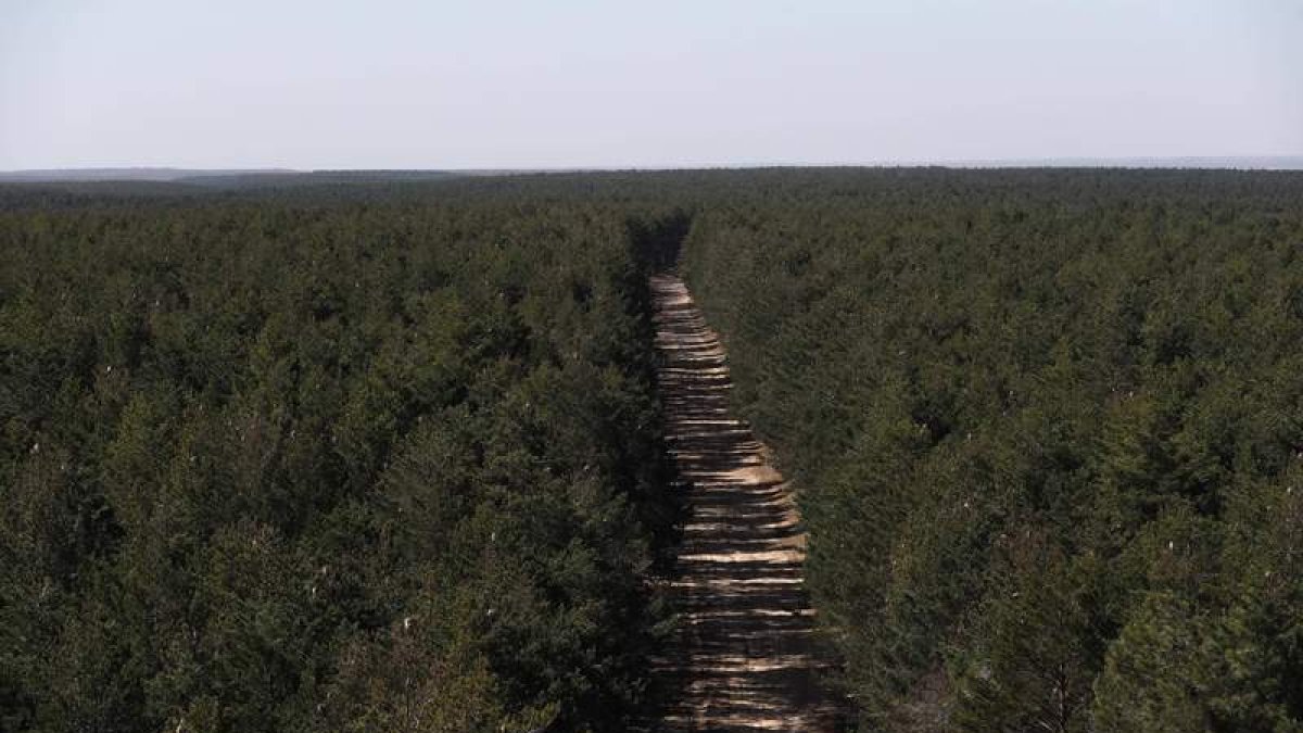 Imagen del bosque leonés de Riocamba.