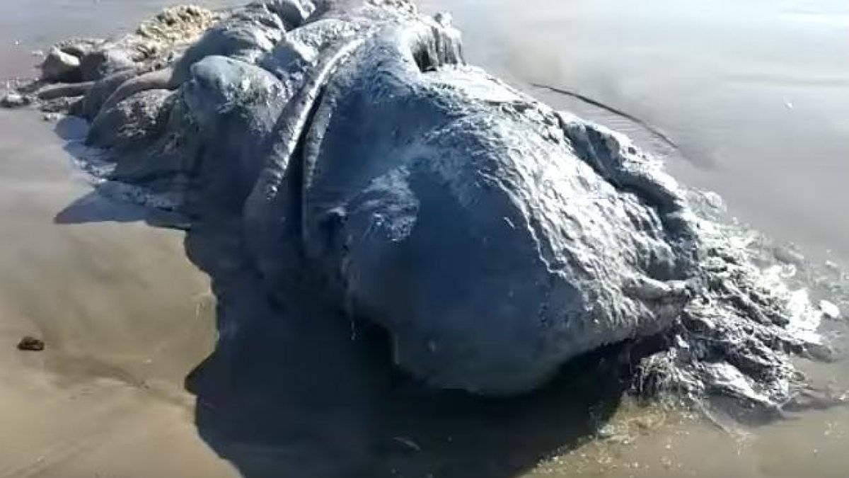 La comunidad científica no se pone de acuerdo para saber qué clase de monstruo de las profundidades del mar es el que ha quedado varado en las playas de Bonfil, Acapulco (México).