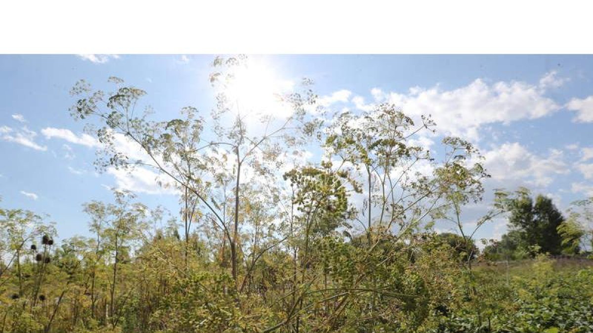 La cicuta alcalza entre uno y tres metros de altura, sus flores son blancas y su tallo hueco y verdoso con manchas rojizas. L. DE LA MATA