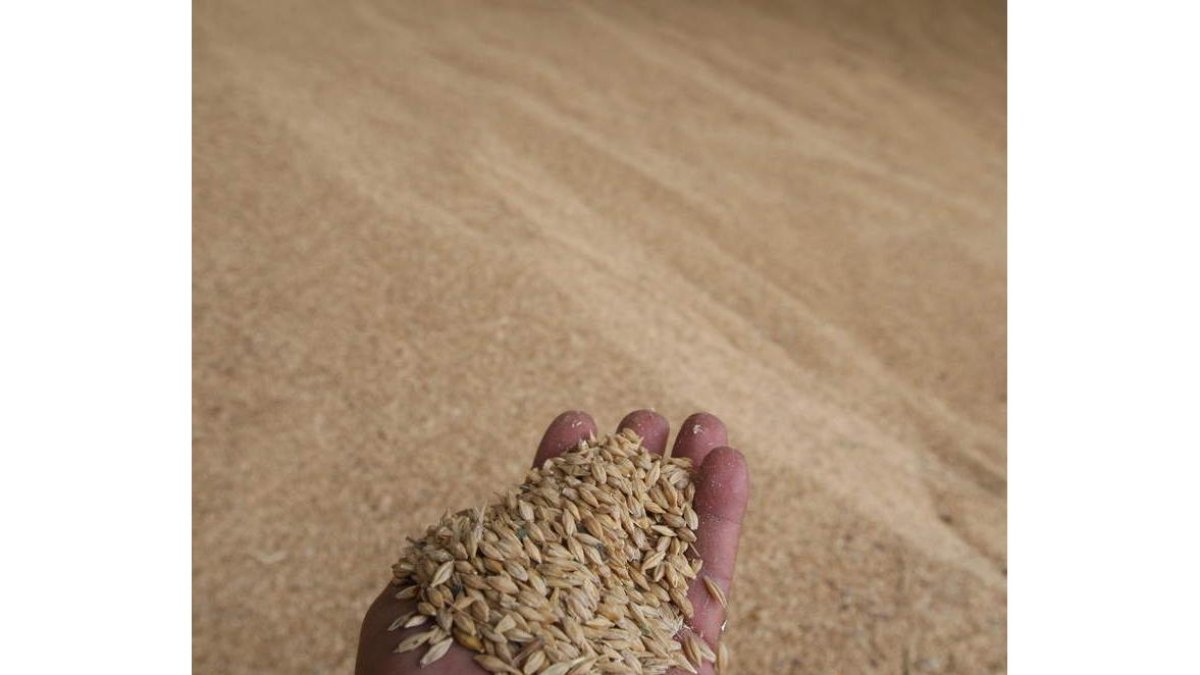El proyecto se desarrolla con investigadores y organizaciones agrarias de varias comunidades autónomas. dl